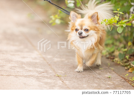 Dogs and pets Chihuahuas taking a walk 77117705