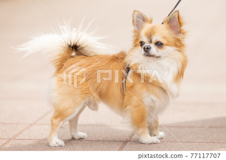 Dogs and pets Chihuahuas taking a walk 77117707