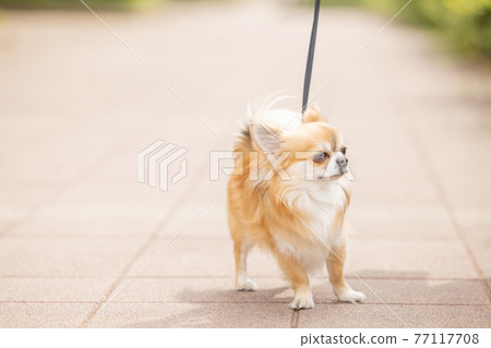Dogs and pets Chihuahuas taking a walk 77117708