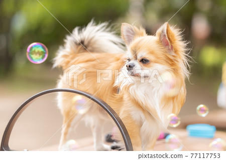 Dogs and pets Chihuahuas taking a walk 77117753