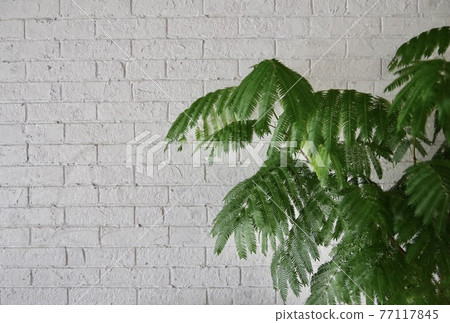Indoor Ever Fresh 77117845