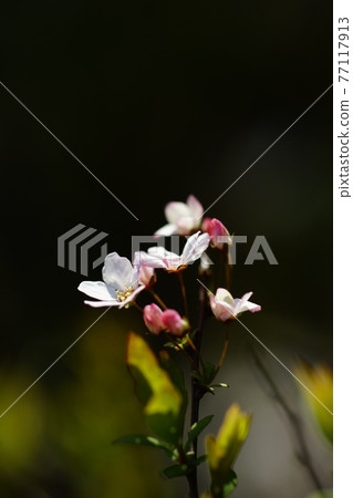 粉紅雪柳 粉紅雪柳 77117913