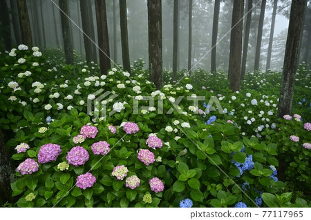 Urayama, Kanezawa district, Minano-cho, Mt. Hydrangea in the fog Urayama, Kanezawa district, Minano-cho, Mt. Hydrangea in the fog 77117965