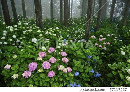 Urayama, Kanezawa district, Minano-cho, Mt. Hydrangea in the fog Urayama, Kanezawa district, Minano-cho, Mt. Hydrangea in the fog 77117967