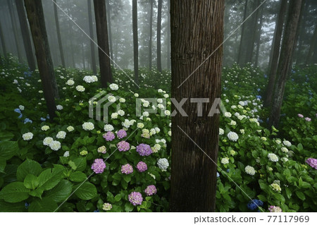 Urayama, Kanezawa district, Minano-cho, Mt. Hydrangea in the fog Urayama, Kanezawa district, Minano-cho, Mt. Hydrangea in the fog 77117969