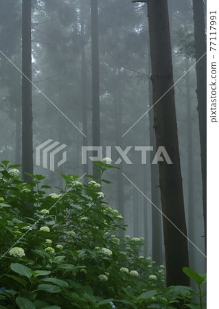 Urayama, Kanezawa district, Minano-cho, Mt. Hydrangea in the fog Urayama, Kanezawa district, Minano-cho, Mt. Hydrangea in the fog 77117991