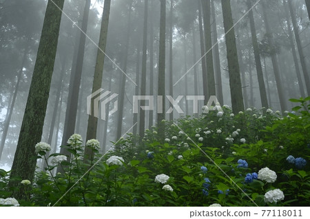 Urayama, Kanezawa district, Minano-cho, Mt. Hydrangea in the fog 77118011