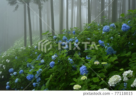 Urayama, Kanezawa district, Minano-cho, Mt. Hydrangea in the fog 77118015