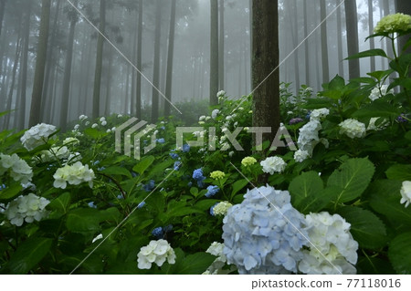 Urayama, Kanezawa district, Minano-cho, Mt. Hydrangea in the fog 77118016
