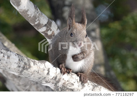 Ezorisu Ezorisu 77118297