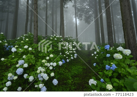 Urayama, Kanezawa district, Minano-cho, Mt. Hydrangea in the fog Urayama, Kanezawa district, Minano-cho, Mt. Hydrangea in the fog 77118423