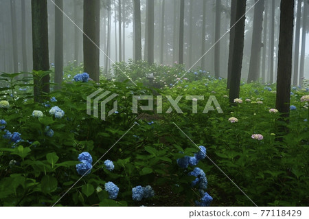 Urayama, Kanezawa district, Minano-cho, Mt. Hydrangea in the fog Urayama, Kanezawa district, Minano-cho, Mt. Hydrangea in the fog 77118429