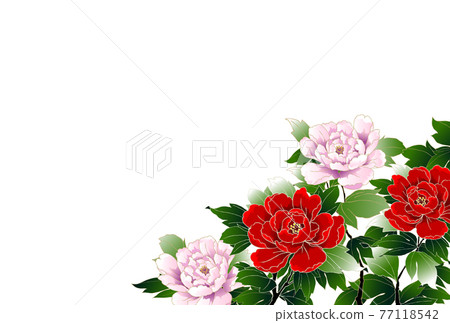 Peony, white, orchid - Stock Illustration [77118542] - PIXTA