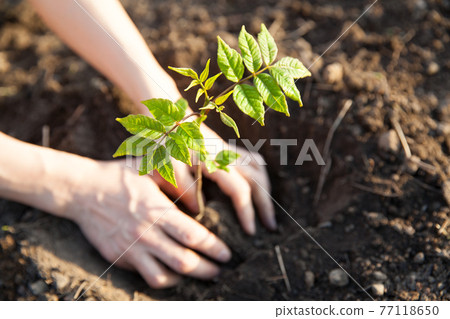 Plant saplings 77118650