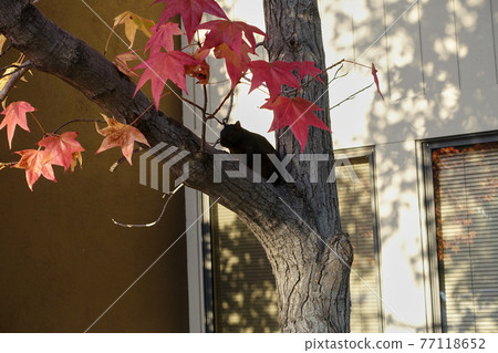 Photo of a wild California squirrel climbing a tree 77118652