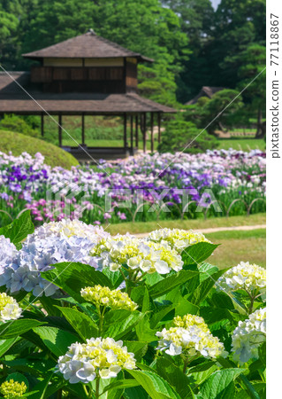 "Okayama Korakuen" is a Japanese garden in early summer where irises are in full bloom behind the hydrangea that is about to bloom. 77118867