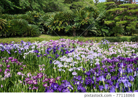 Okayama Korakuen "Three Great Gardens of Japan" in early summer when irises bloom 77118868