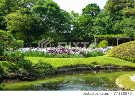 初夏在日本庭園盛開的鳶尾花和靜謐的河水“岡山後樂園” 77118870