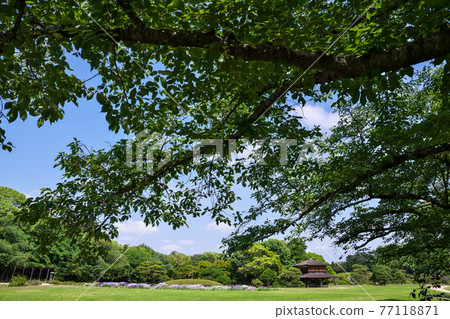 初夏的日本庭園“岡山後樂園”,在綠框上點綴著鳶尾花 初夏的日本庭園“岡山後樂園”,在綠框上點綴著鳶尾花 77118871