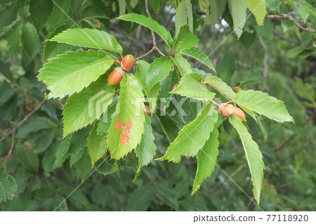 Quercus serrata 與橡子 77118920