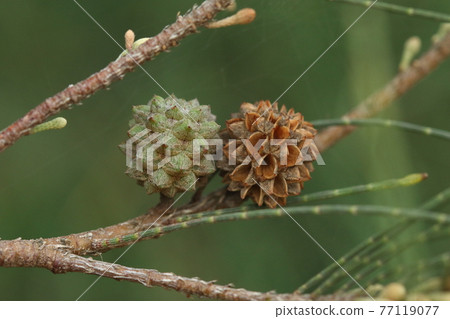 Natural plant Casuarina equiseti, young and old fruits. It's like a pine cone, but it's not a conifer but an aggregate fruit. 77119077