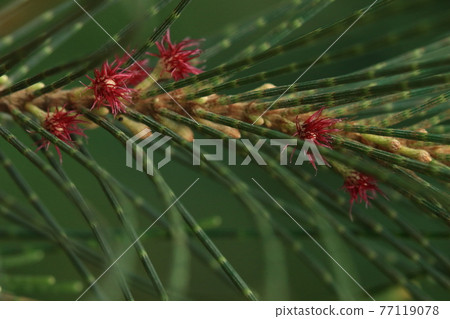 Natural plant Casuarina equiseti, female flower. The round part under the red stigma (?) Is the inflorescence 77119078
