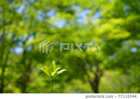 A branch in the forest 1 77119344
