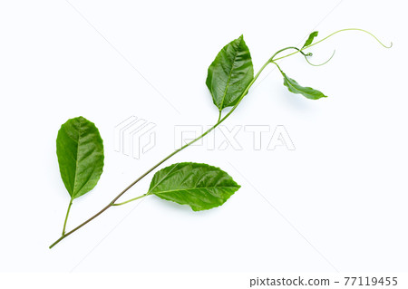 Passion fruit leaves on white background. Passion fruit leaves on white background. 77119455