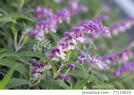 Purple amethyst sage (Mexican bush sage) Purple amethyst sage (Mexican bush sage) 77119659