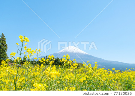油菜花和富士山 油菜花和富士山 77120026