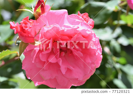 Roses (Yoshizumi) Roses (Yoshizumi) 77120321