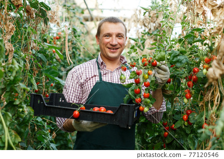Farmer demonstrating crop cherry tomatoes 77120546