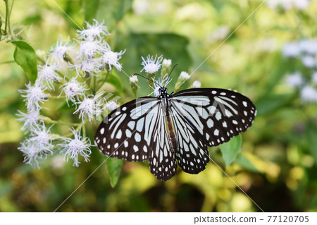 Dark Glassy Tiger (Parantica agleoides) butterfly seeking nectar on Bitter bush or Siam weed blossom in field with natural green background, Patterned blue on black wing of tropical insect , Thailand 77120705