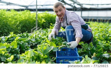 Male horticulturist picking Malabar spinach in greenhouse indoor Male horticulturist picking Malabar spinach in greenhouse indoor 77120815