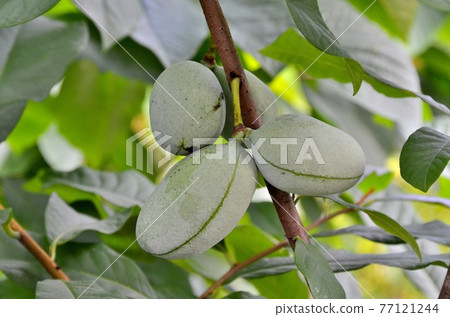 Poplar fruit Poplar fruit 77121244