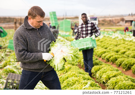 Positive men gardeners picking harvest of lettuce to crates Positive men gardeners picking harvest of lettuce to crates 77121261