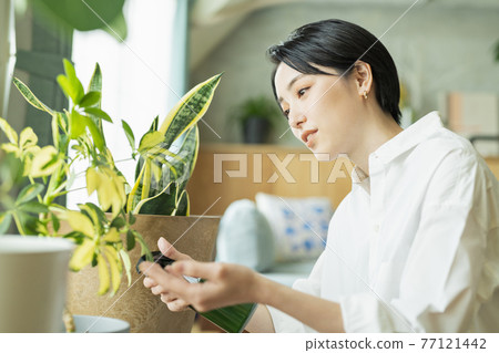 一位女士上班前給觀葉植物澆水 一位女士上班前給觀葉植物澆水 77121442