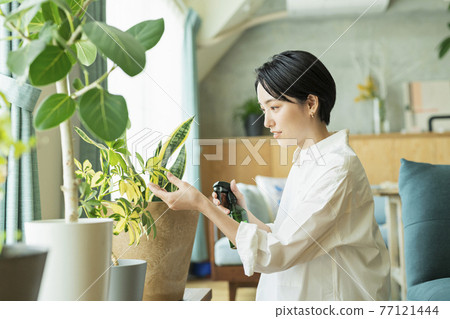 A woman watering foliage plants before going to work A woman watering foliage plants before going to work 77121444