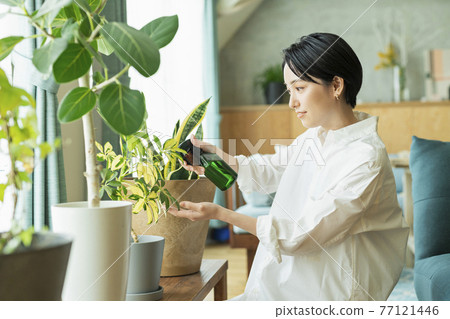A woman watering foliage plants before going to work A woman watering foliage plants before going to work 77121446