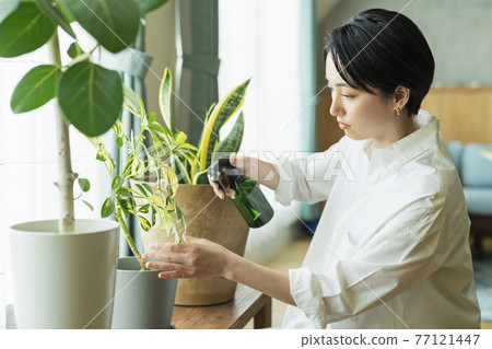 A woman watering foliage plants before going to work A woman watering foliage plants before going to work 77121447
