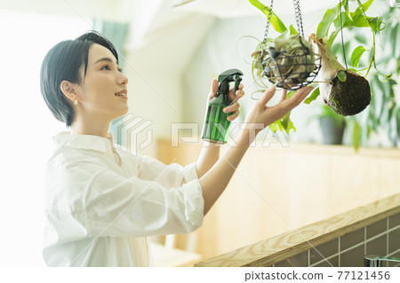 一位女士上班前給觀葉植物澆水 77121456