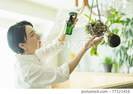 一位女士上班前給觀葉植物澆水 一位女士上班前給觀葉植物澆水 77121458