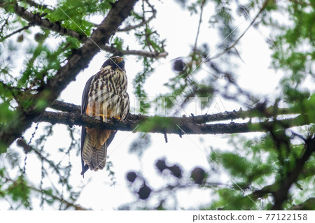 Eurasian hobby, falco subbuteo, sitting on top of larch tree. Cute majestic falcon bird of prey in wildlife. 77122158