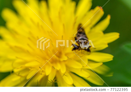 Spotted fly 77122395