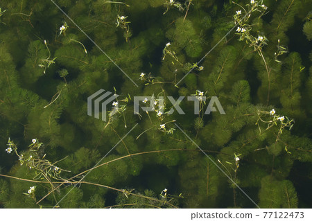 Summer flowers, coontail flowers blooming water surface scenery-4 Summer flowers, coontail flowers blooming water surface scenery-4 77122473