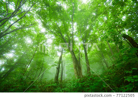 World Heritage Shirakami Mountains Forest World Heritage Shirakami Mountains Forest 77122505