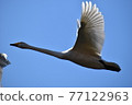 天鵝飛上天 77122963
