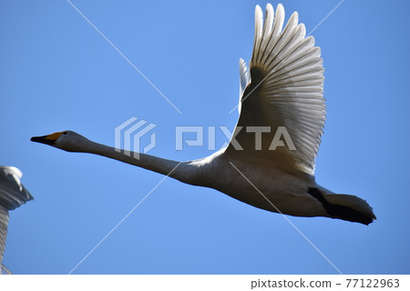 天鵝飛上天 77122963