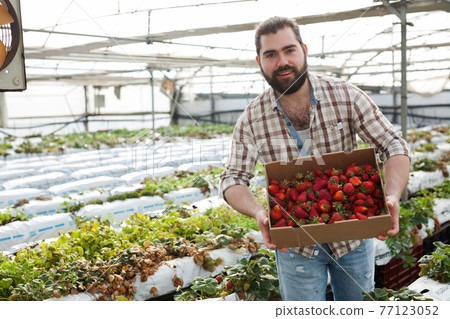 Positive man harvesting strawberries in a greenhouse 77123052
