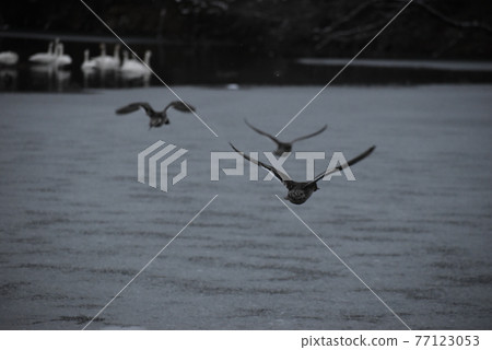 鳥兒起飛 77123053